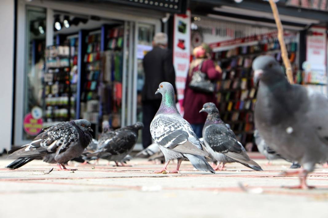 'Katil martı' paniği: Güvercinleri kurabiye gibi yiyorlar! 25